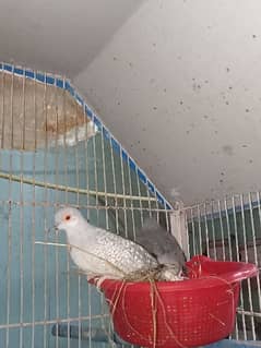 Diamond dove pair for sell