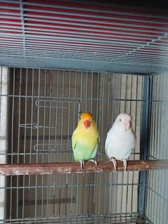 lovebird breeder pair albino pestelino