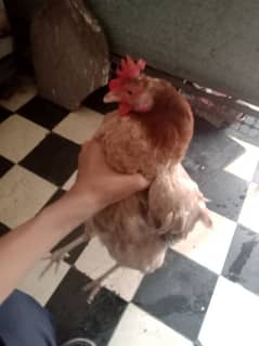 hen breeding 0