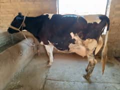 Freisian cow/ cow for sale