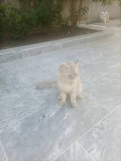 Persian cat