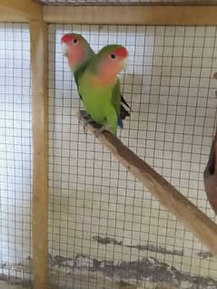 Fischer's Lovebird Pair