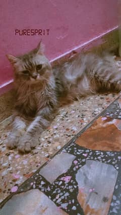 Persian adult  cat smokeygrey