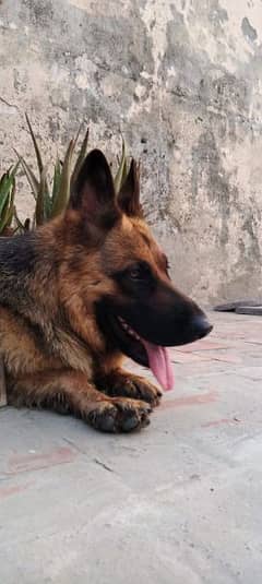 German shepherd