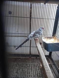 Diamond pied dove ready to breed male