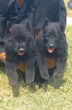 German Shepherd | German Shepherd puppies | long coated