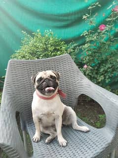 friendly little pug bella