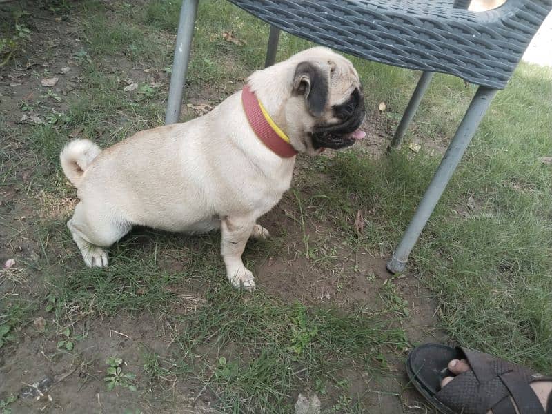 friendly little pug bella 2