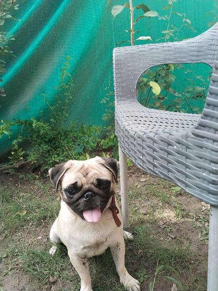 friendly little pug bella 4