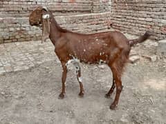 3 pregnant bakri for sale 03052593845