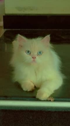 Female Persian Punch face cat