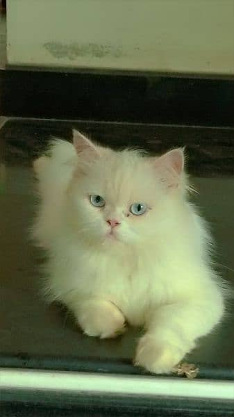 Female Persian Punch face cat 1