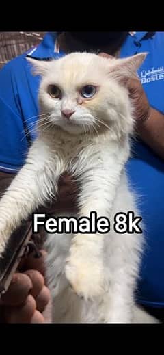 Female breeder cats for sale buhat pyari Cata hain 0342.14. 97. . . . 390 0