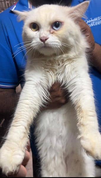 Female breeder cats for sale buhat pyari Cata hain 0342.14. 97. . . . 390 1