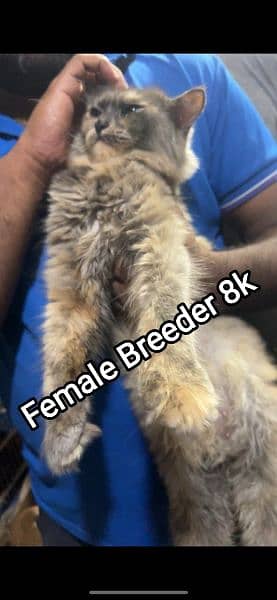 Female breeder cats for sale buhat pyari Cata hain 0342.14. 97. . . . 390 2