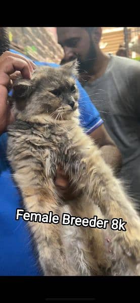 Female breeder cats for sale buhat pyari Cata hain 0342.14. 97. . . . 390 3