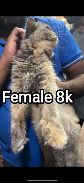 Female breeder cats for sale buhat pyari Cata hain 0342.14. 97. . . . 390 4