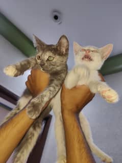 Pair of two kittens, 70days kittens, cute and happy kittens