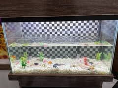 aquarium for sale with fishes