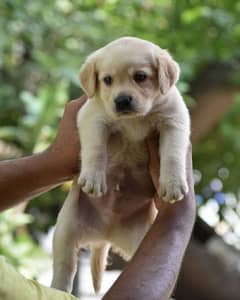 labrador puppies available 0