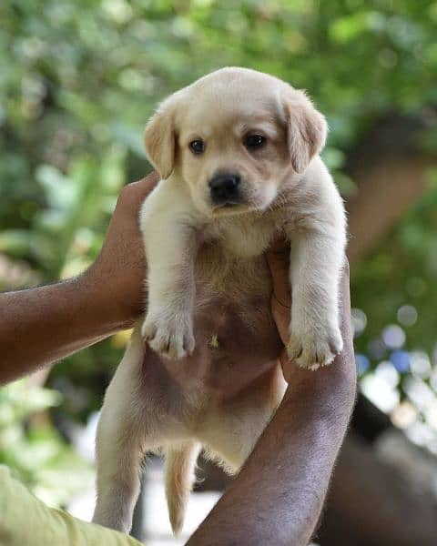 labrador puppies available 0