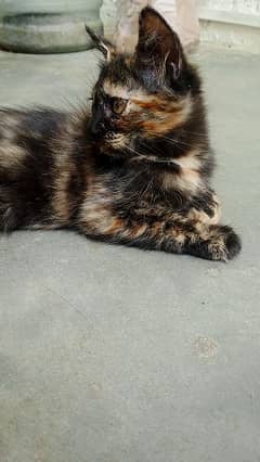 Persian kitten