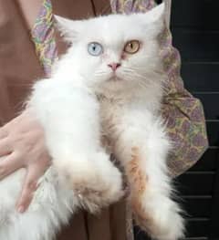 White Persian Female Semi Punched Odd Eyes