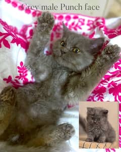 URGENT Pure Persian kittens for sale! white, grey and Smokey