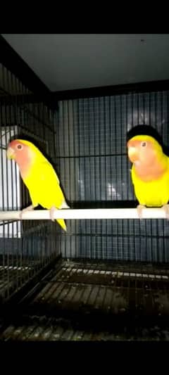 Common lutino breeder pair KING size 0