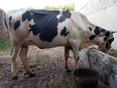 frisson cow