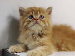 Persian Cat - Female