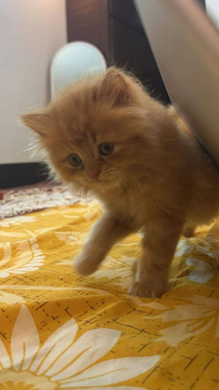 Persian Cat - Female 1