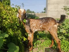 beautiful makkhi chini female kid