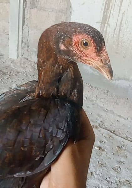 Aseel Murga/Morga Chick for sale 0