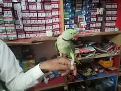 parrot