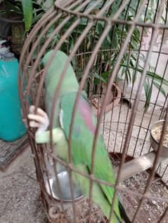 Raw female parrot talking hand tame  03032293774