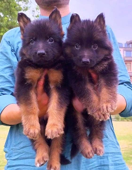 German Shepherd long coat top quality puppies for sale 2