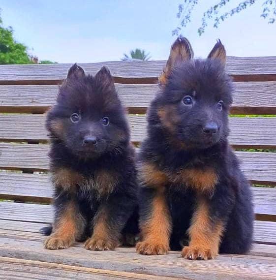 German Shepherd long coat top quality puppies for sale 3