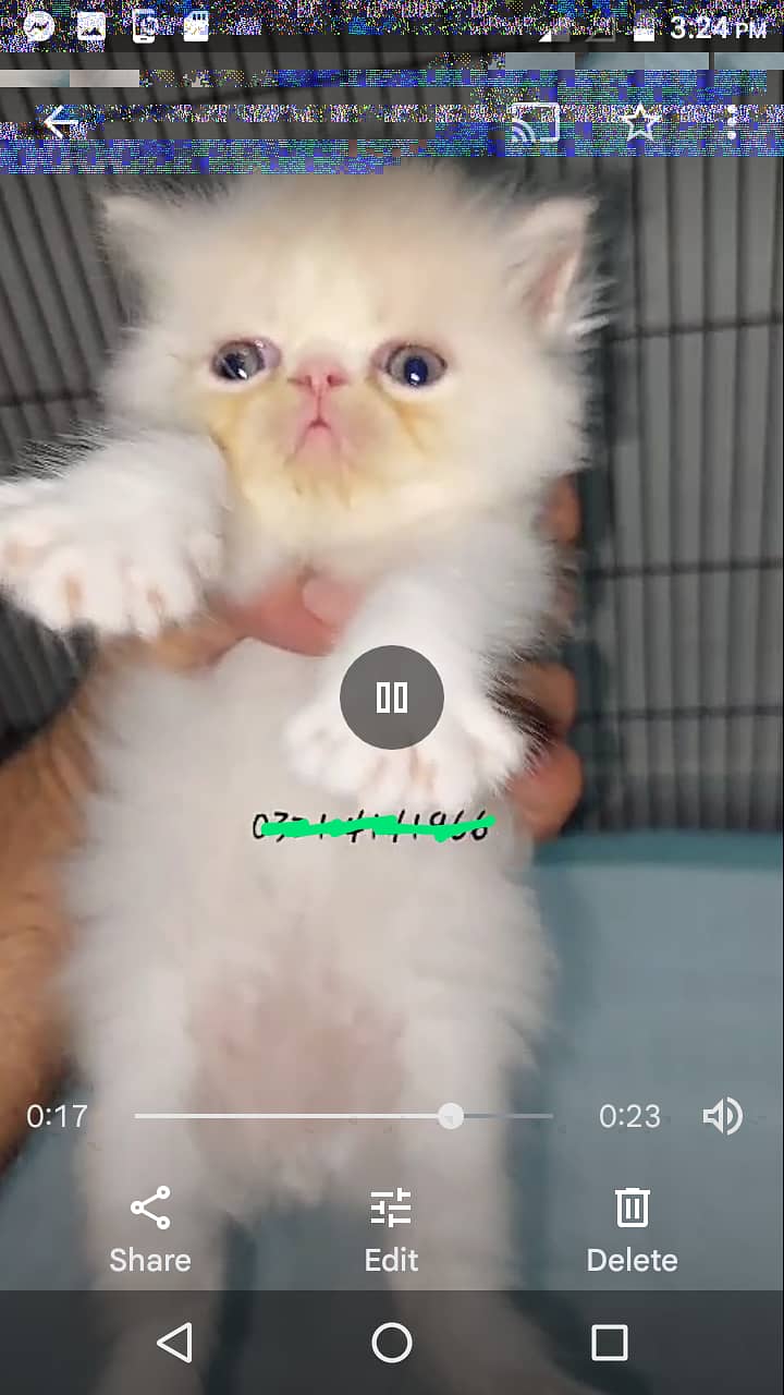 For sale kittens picky and round face 6