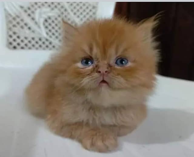 For urgent sale tripel cort kittens near to picky and round face. . . 0