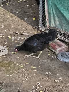 Australorp 10 chicks