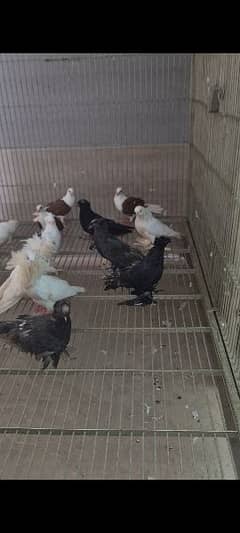 fancy pigeons