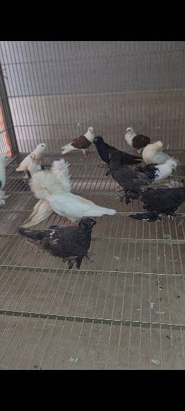 fancy pigeons 2