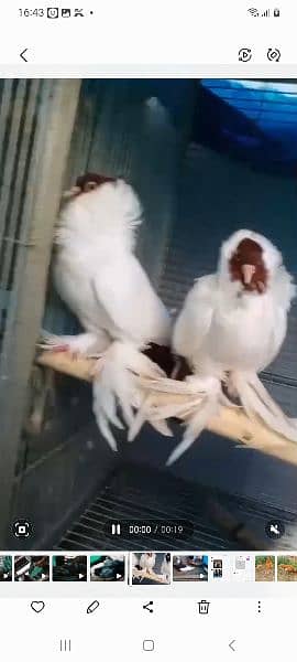 fancy pigeons 3