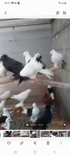 fancy pigeons 7