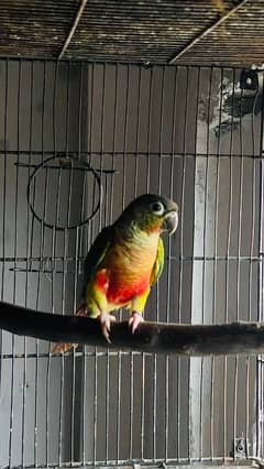 Yellow Sided Conure