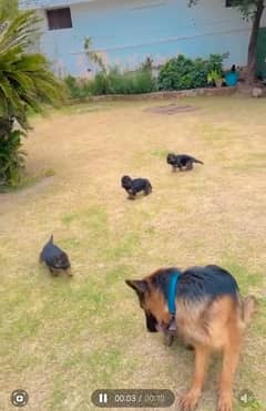 German Shepherd puppy| Long Coat puppies | Dog For Sale | GSD |