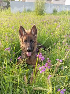 Long Coat German shepherd Puppy