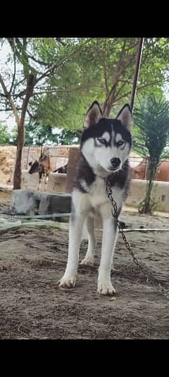 Black Siberian husky