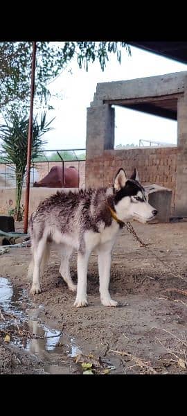 Black Siberian husky 3